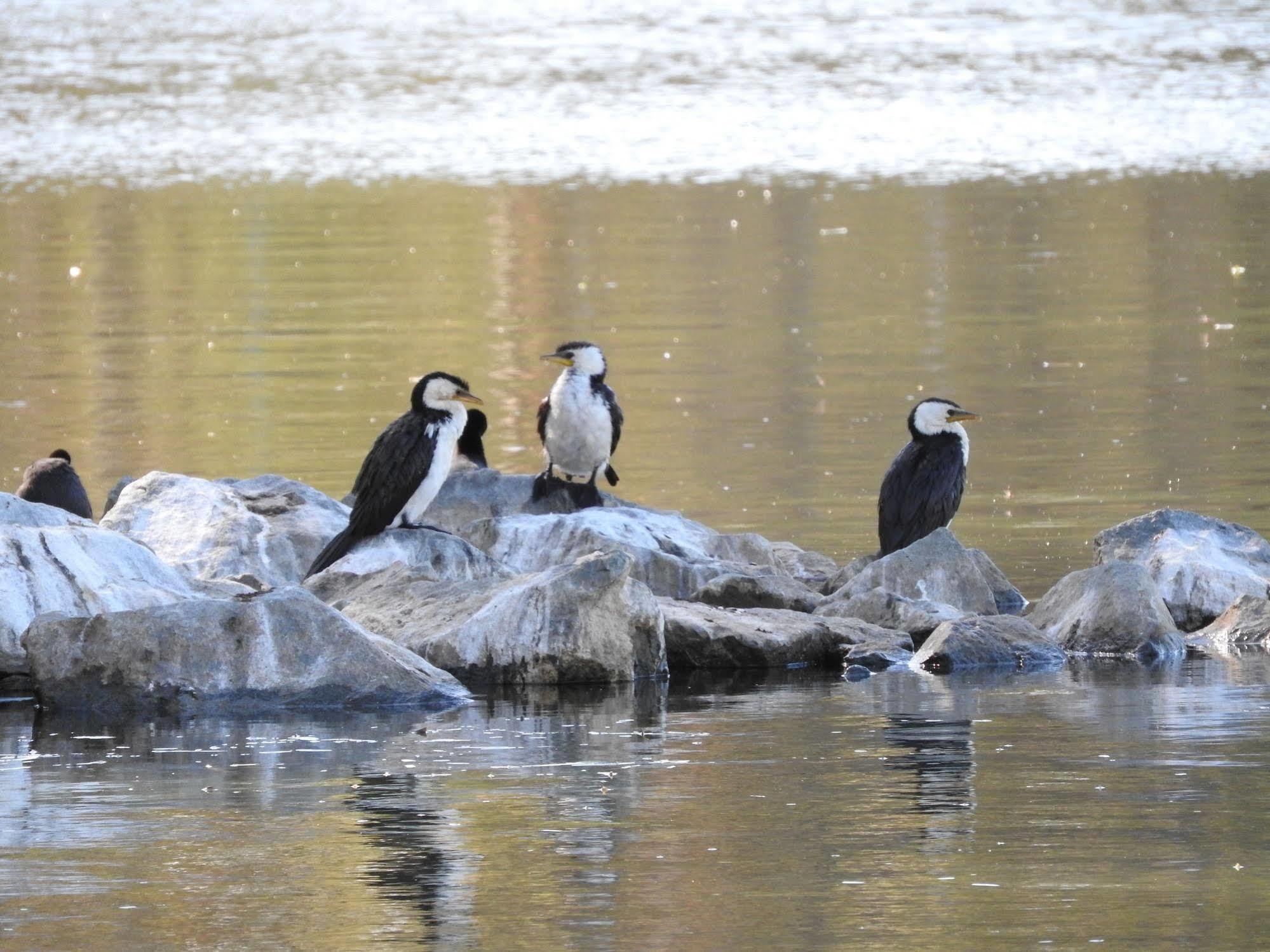 Victoria Lake Holiday Park Shepparton Buitenkant foto
